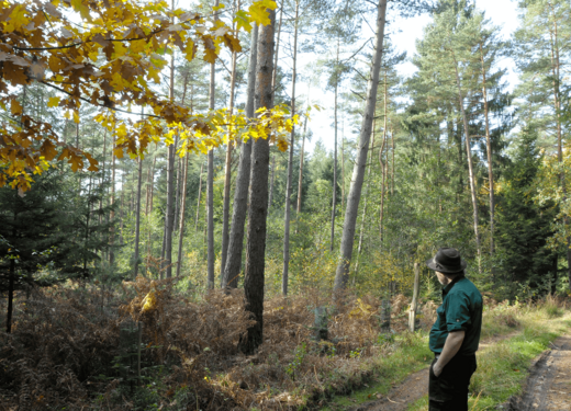 Waldbau Waldbau