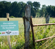 Feld