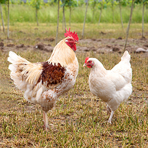 Beginn der Aufzucht für die ÖTZ (Ökologische Tierzucht) in Klein Süstedt