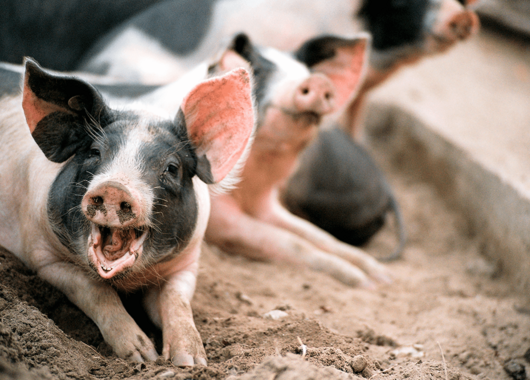 Schweine Schweine